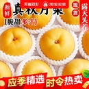 秋月梨水果特大梨梨子新鲜10斤水果脆甜当季 新鲜酥脆