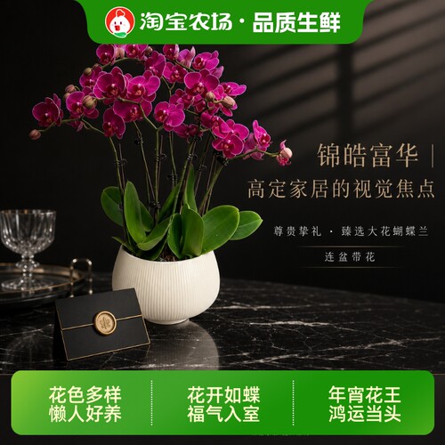 蝴蝶兰高端礼品体面花卉兰花