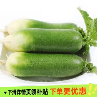潍坊青萝卜水果萝卜甜脆潍县沙地萝卜潍坊农科院基地正宗当季蔬菜