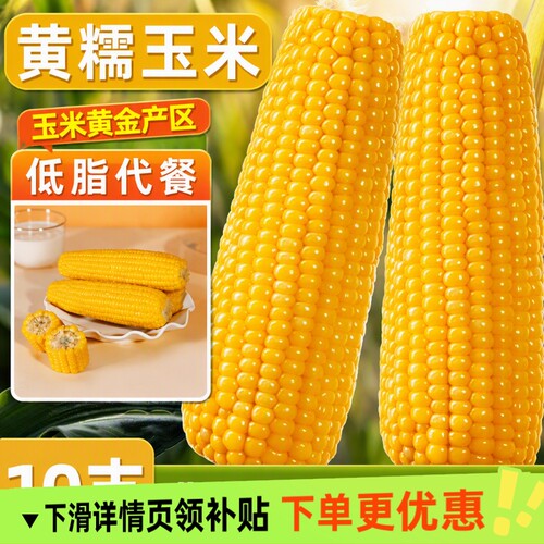 馋乡玉东北黄糯玉米非转基因黑龙江新鲜糯玉米低脂粗粮代餐真空装