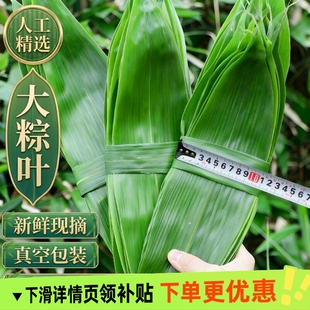 粽子叶棕叶新鲜大号包粽子专用的叶子批发干粽叶大野生鲜粽叶现摘
