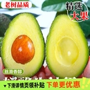辅食一级鳄梨奶油 包邮 秘鲁哈斯牛油果大果15个新鲜水果当季 整箱