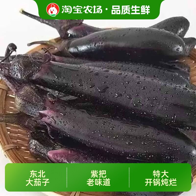 老东北自种紫把紫皮茄子紫茄子肉质肥大大号皮薄正宗老味道