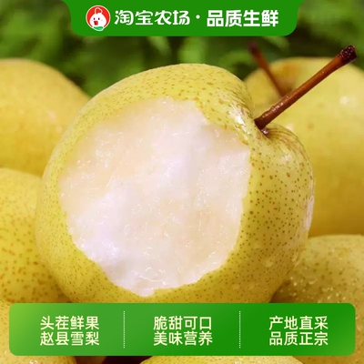 正宗雪梨新鲜水果雪花梨河北赵县当季包邮农场现摘保存买菜多汁