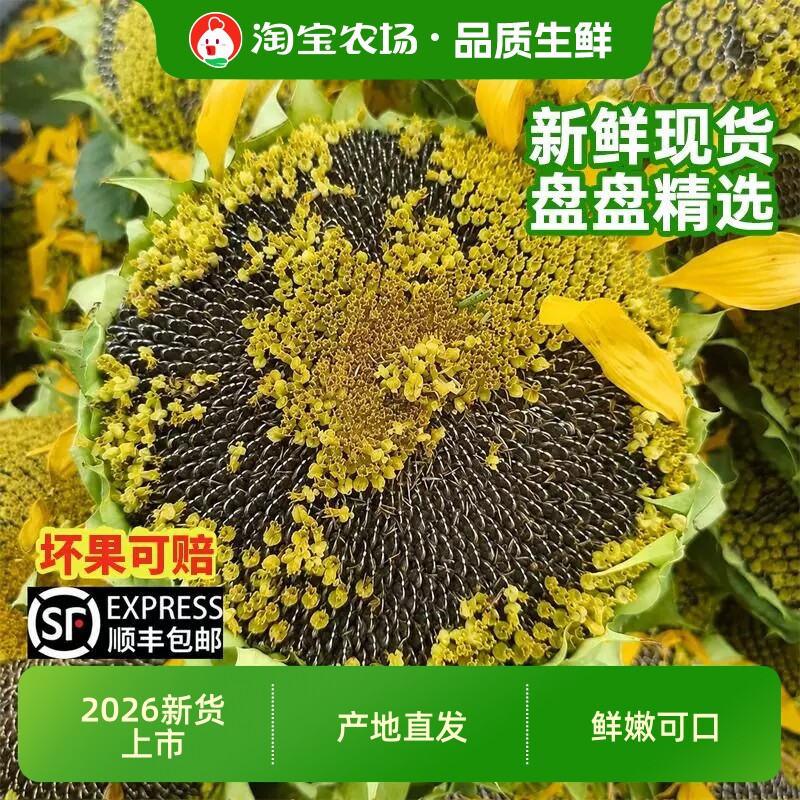 甘肃新鲜向日葵花盘瓜子盘葵花籽盘带瓜子生瓜子新货大颗粒2026