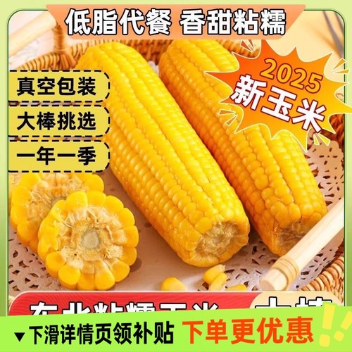 正宗东北新鲜黄糯玉米软糯拉丝独立真空包装寒地黑土一年一季