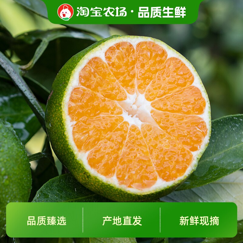 正宗江西寻乌蜜桔新鲜现摘产地直发时令赣州青皮橘子鲜果农场普通