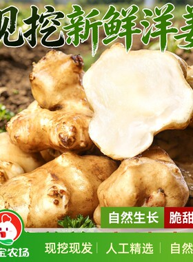 正宗洋姜新鲜现挖鬼子姜阳姜可泡菜腌制酱咸菜凉拌现货菊芋野生