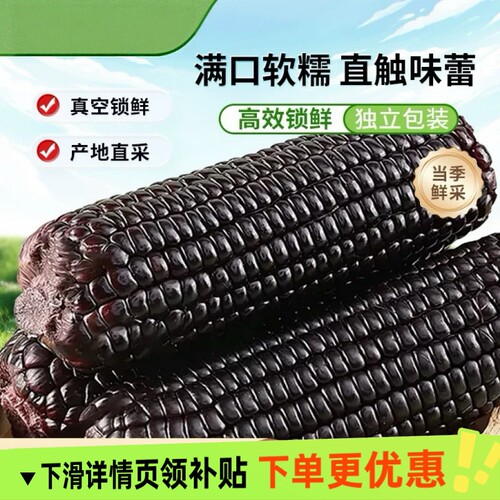 头茬大棒10支新黑糯玉米黑玉米新鲜现摘真空装包甜糯黏代餐东北