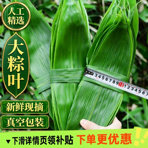 粽子叶棕叶新鲜大号包粽子专用的叶子批发干粽叶大野生鲜粽叶现摘
