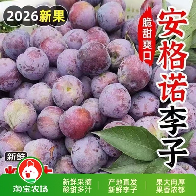 正宗安格诺大李子新鲜酸甜水果