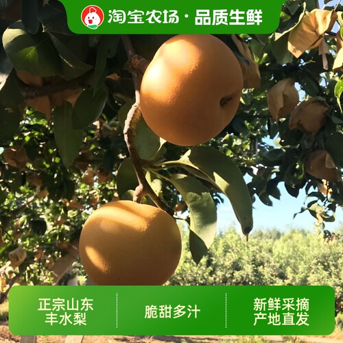山东丰水梨正宗新鲜皮薄核小果肉老人都爱吃农场直发冰糖脆甜多汁