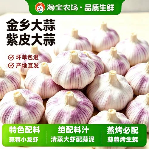 今年新干蒜农家干大蒜紫白皮大蒜头新鲜蔬菜自种回购