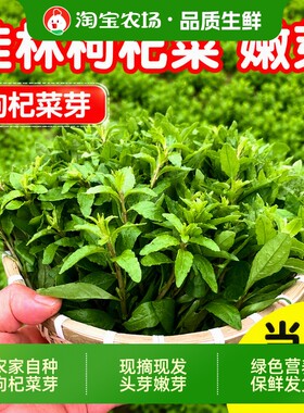 新鲜枸杞菜叶嫩芽头芽当天摘顺丰