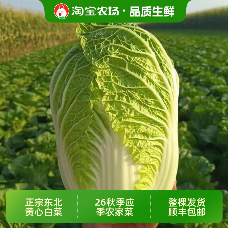 顺丰包邮东北黄心大白菜26应季新鲜白菜秋季菜叶菜火锅配菜包菜