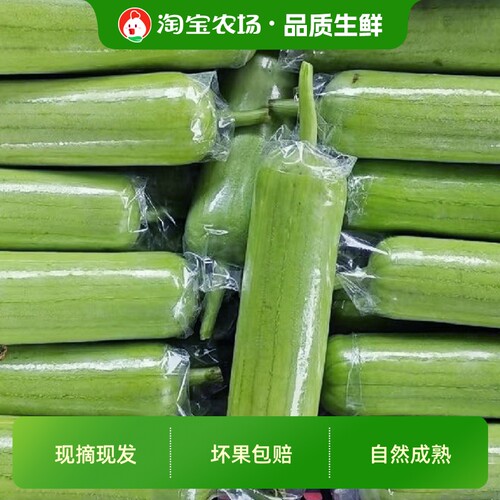 广西短棒丝瓜新鲜蔬菜当季青牛奶农家自种现摘肉丝瓜应季炒鸡蛋