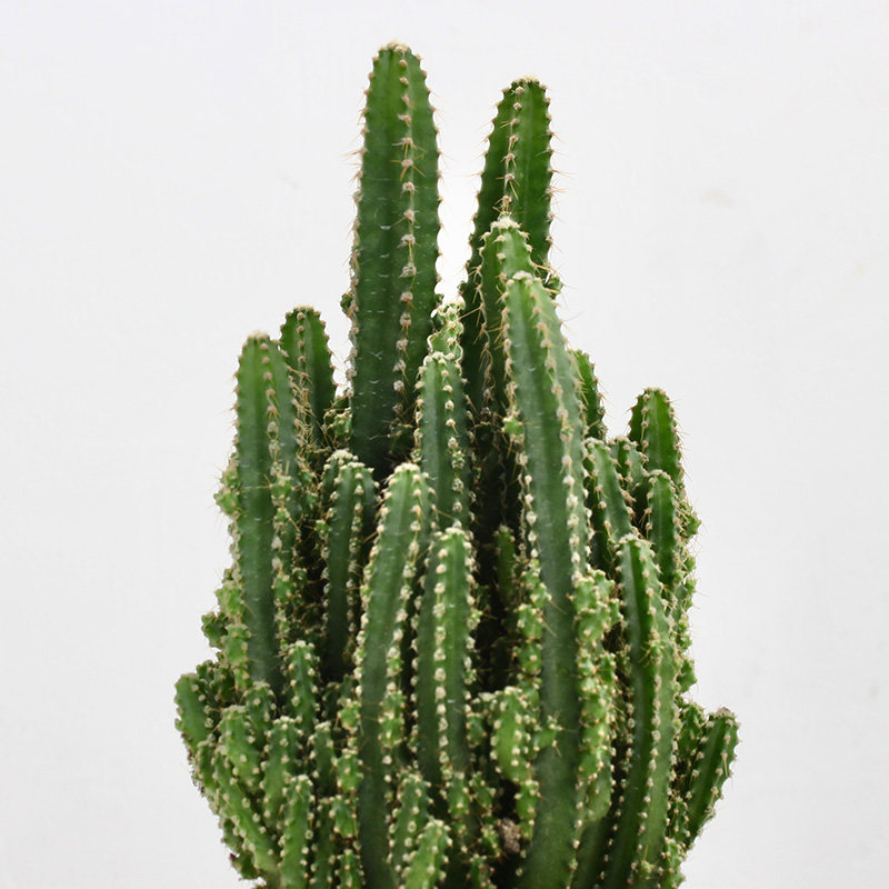 仙人掌万重山肉肉盆栽办公室内花卉好养活桌面小绿植多肉植物