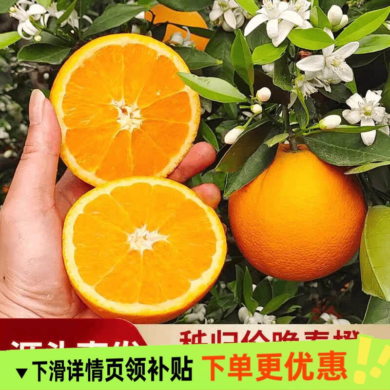 伦晚脐橙当季新鲜橙子秭归脐橙水果手剥应季甜橙整箱包邮榨汁图片
