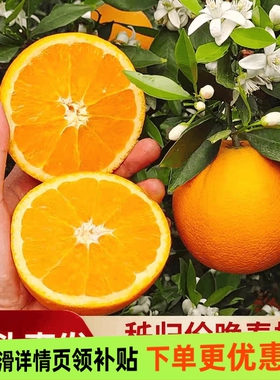 伦晚脐橙当季新鲜橙子秭归脐橙水果手剥应季甜橙整箱包邮榨汁