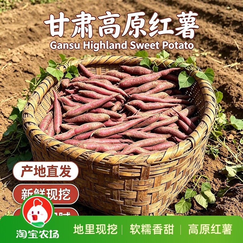现挖上新甘肃高原红薯高原地域孕育风味口感粉糯适口居家存粮食材