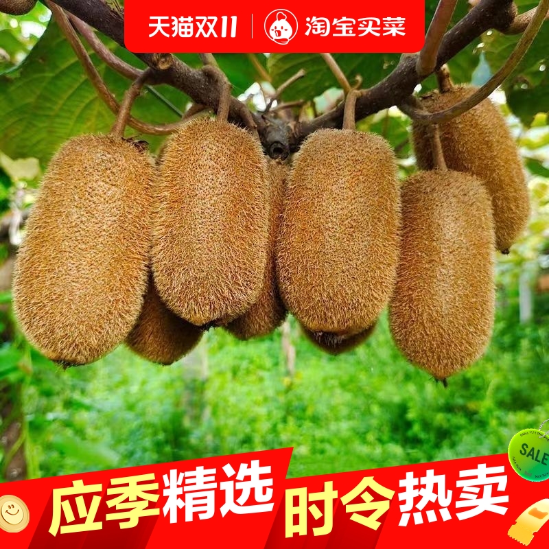 贵州修文猕猴桃 贵长猕猴桃 绿心奇异果 高维C应季新鲜水果