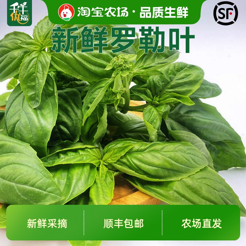 新鲜罗勒叶50g-1500g 食用香料青酱食材披萨草甜罗勒欧罗顺丰包邮