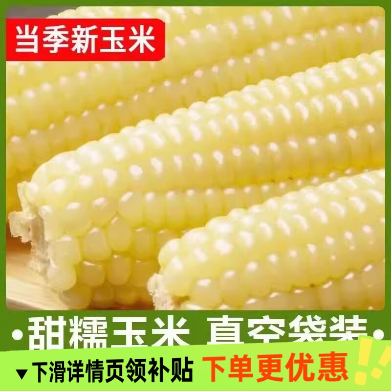 2025年头茬东北白糯玉米甜糯粘玉米真空装非转基因黏苞米粗粮代餐
