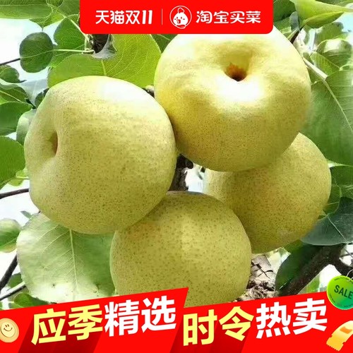 正宗安徽砀山梨原产地发货当季整箱冰糖酥梨核心果园大果现摘现发