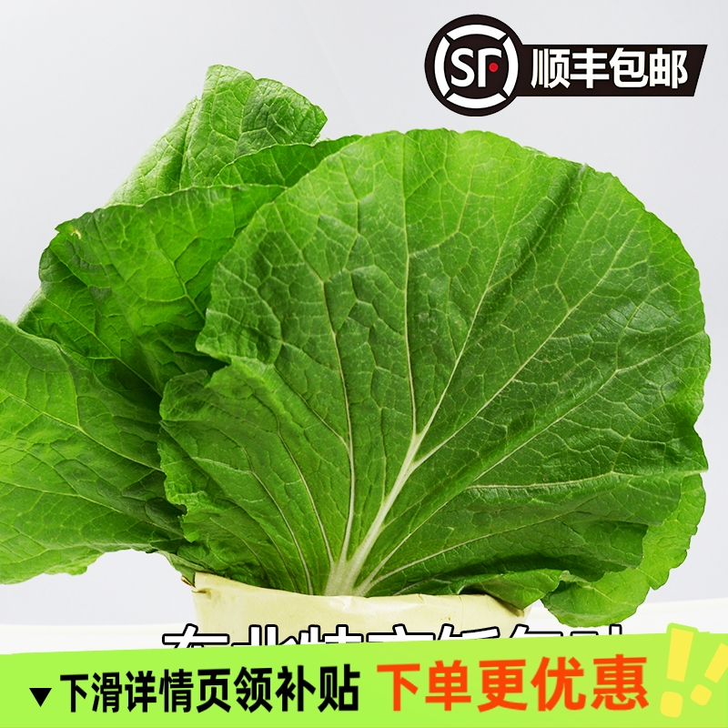 顺丰包邮东北饭包叶白菜叶新鲜蔬菜现摘现发农户直发20片