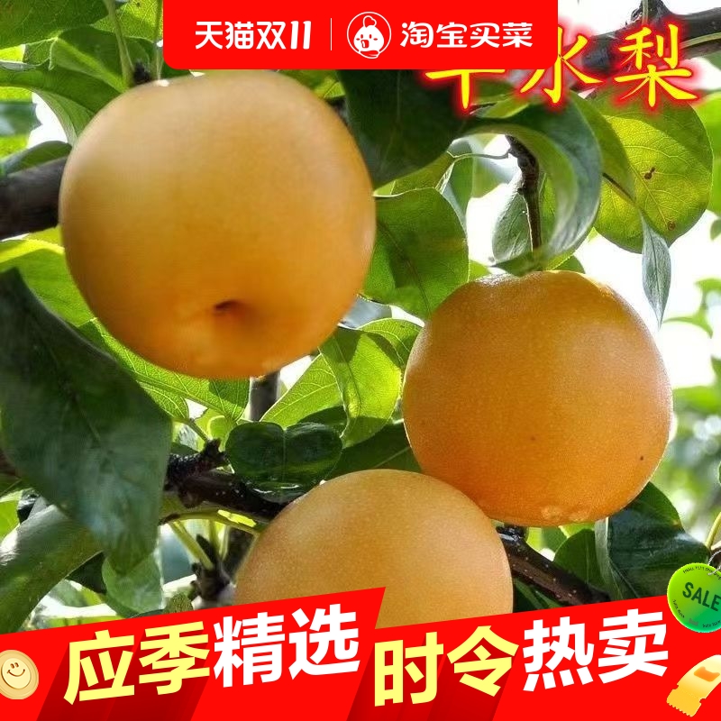 25年正宗丰水梨黄皮汁多无渣新鲜水果现摘脆甜皮薄