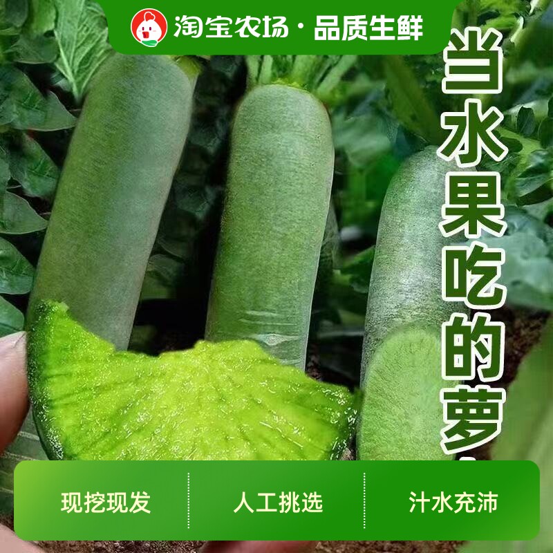 正宗潍坊水果萝卜甜脆冰淇淋青皮萝卜当季新鲜蔬菜生吃水果即食图片