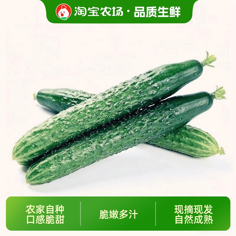 寿光农家带刺黄瓜 新鲜自然熟绿心甜嫩生吃水果黄瓜时令蔬菜现摘