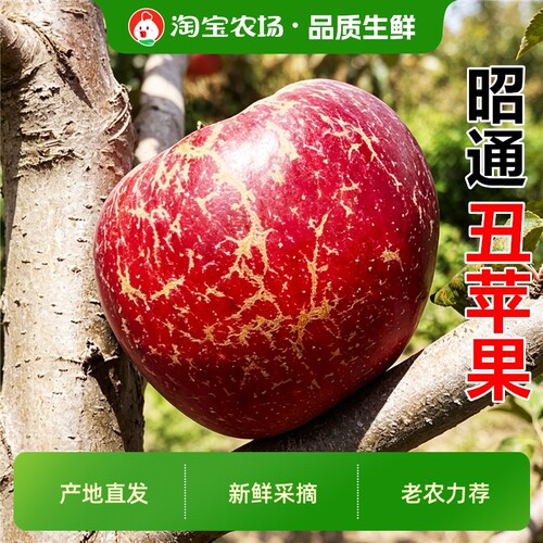 正宗云南昭通丑苹果冰糖心苹果红富士新鲜水果当季果直发现摘保存