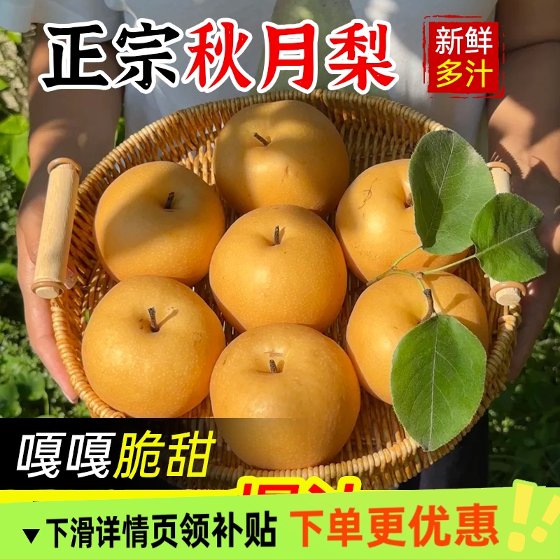 正宗秋月梨新鲜梨子水果当季整箱包邮4.5斤蜜梨冰糖雪梨产地直发