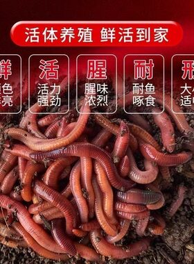 蚯蚓盒装鱼饵鱼食饵料批发牛粪中号钓鱼鲜活散装垂钓野钓散装活饵