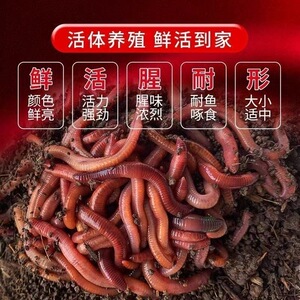 蚯蚓盒装鱼饵鱼食饵料批发牛粪中号钓鱼鲜活散装垂钓野钓散装活饵