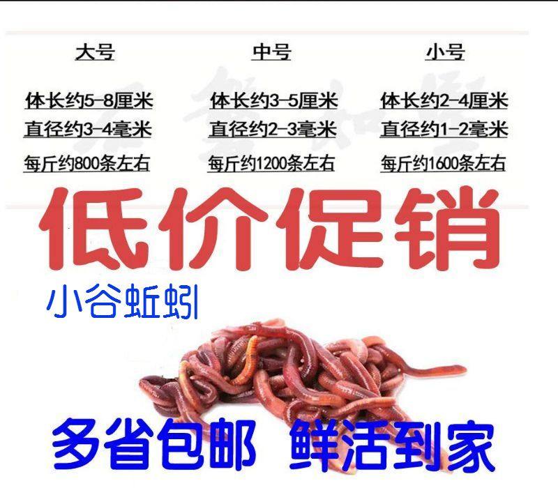 蚯蚓活体盒装红蚯蚓种苗钓鱼垂钓龟鱼饵鲫鱼野钓小药饵料散装包活,户外/登山/野营/旅行用品,台钓饵,淘宝优惠券,粉丝福利购,淘宝优惠卷