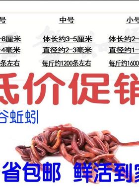 蚯蚓活体盒装红蚯蚓种苗钓鱼垂钓龟鱼饵鲫鱼野钓小药饵料散装包活