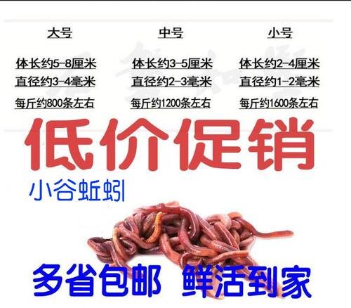 活体盒装垂钓鲫鱼饵料蚯蚓