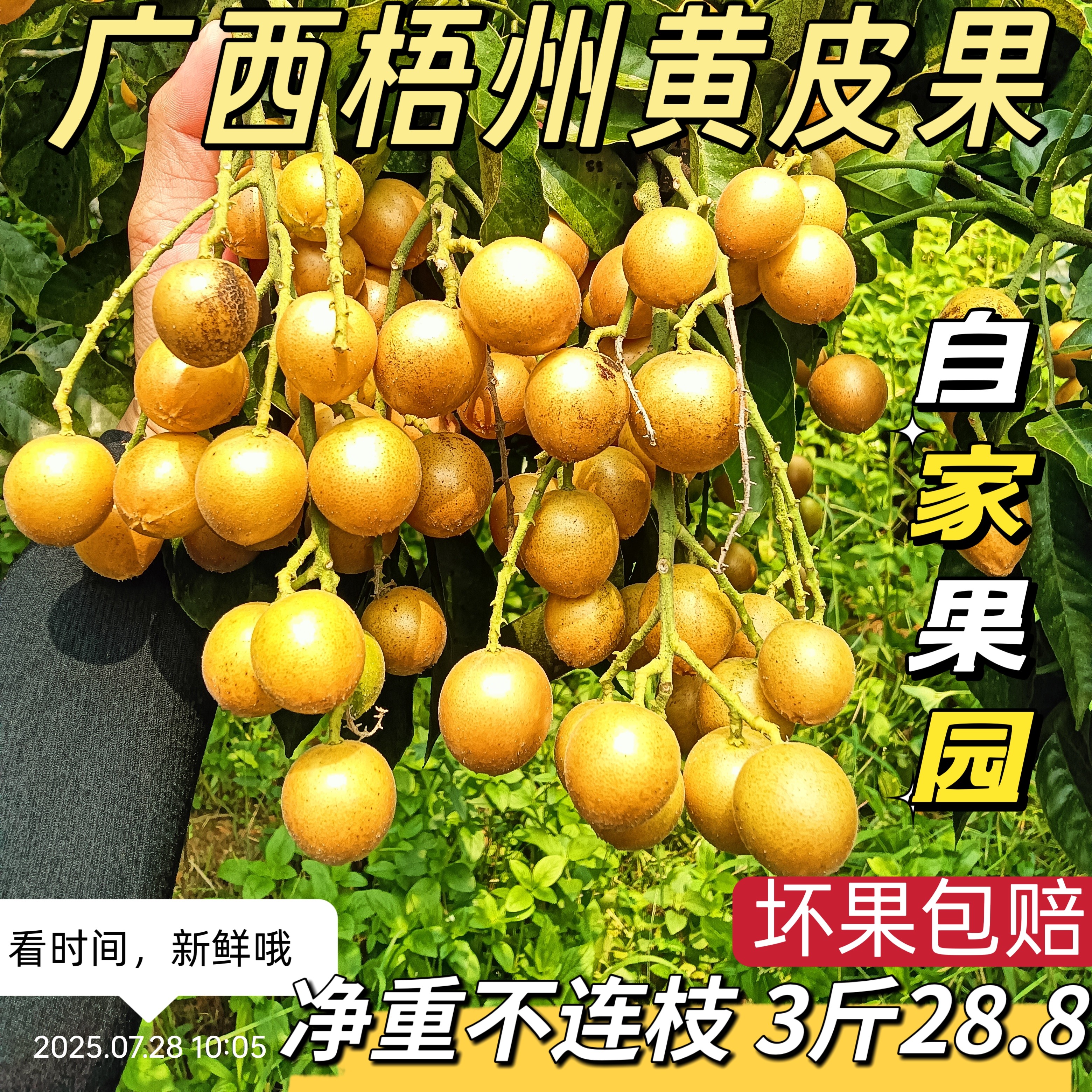 新鲜现摘黄皮果新鲜广西梧州当季酸甜圆形土黄皮特产酸甜开胃水果