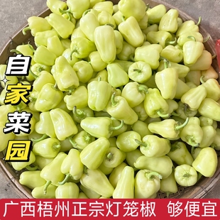 广西梧州灯笼椒正宗白玉辣椒酿新鲜当季现摘灯笼椒茄子1斤包邮