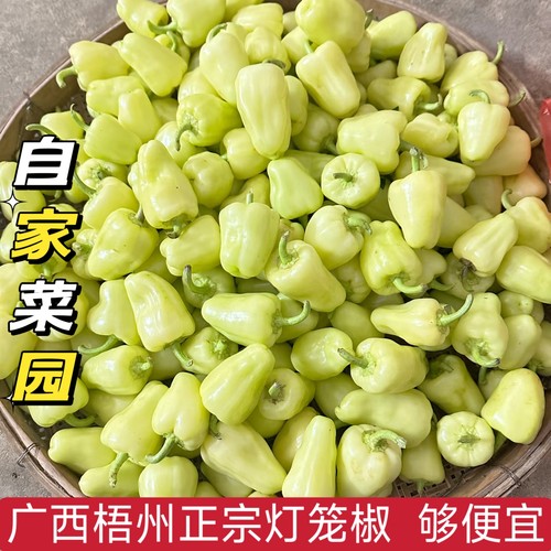 广西梧州灯笼椒正宗白玉辣椒酿新鲜当季现摘灯笼椒茄子1斤包邮