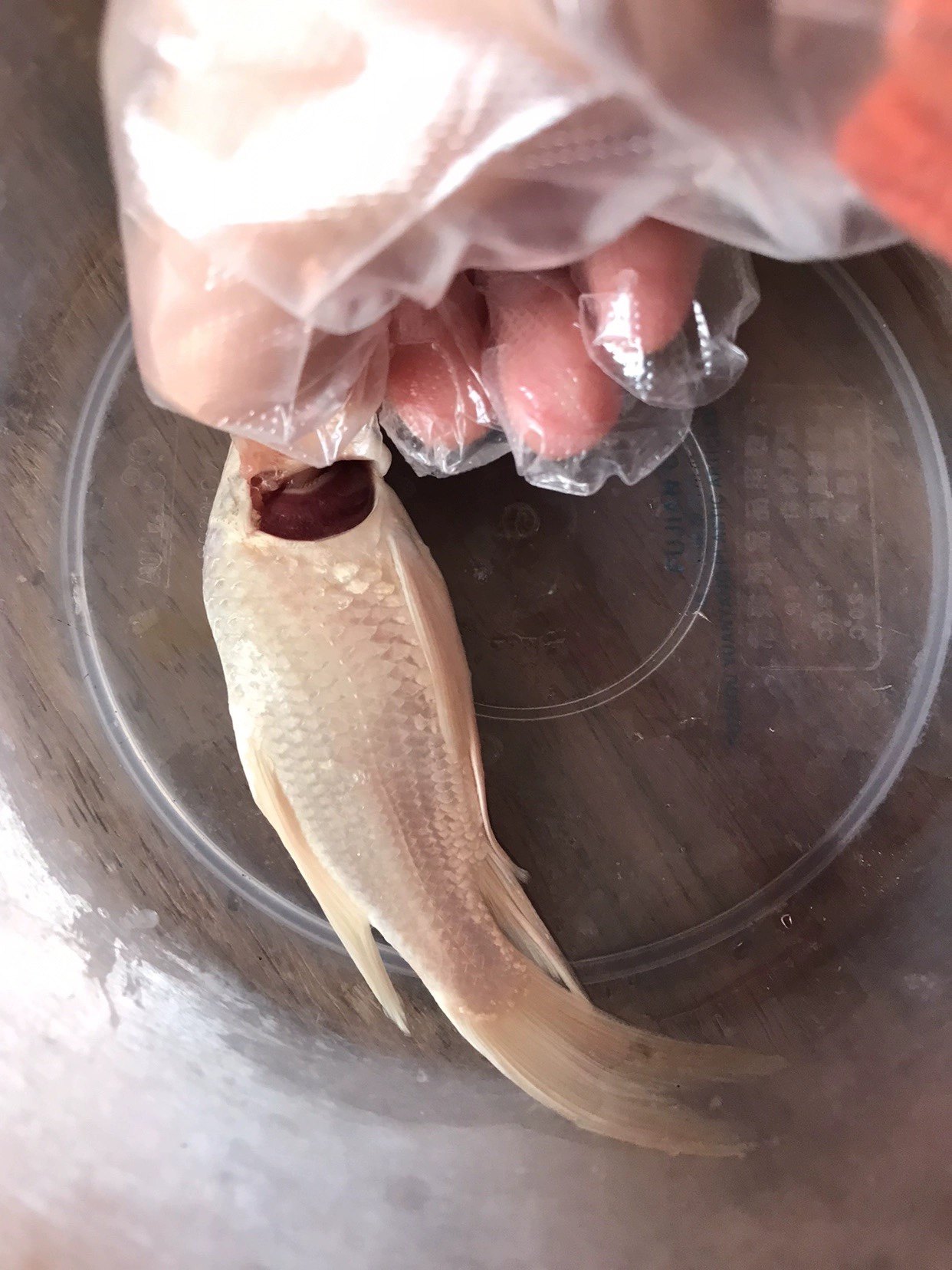 관상어 질병 상담 금붕어 질병 예방 및 치료 상담 어류 의사 실습 수생 생물 및 동물 보호