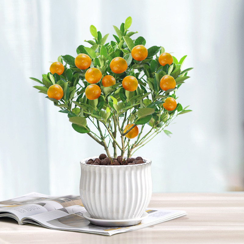 四季金桔树盆栽带果可食用植物客厅阳台开业送礼脆蜜小橘子年宵花