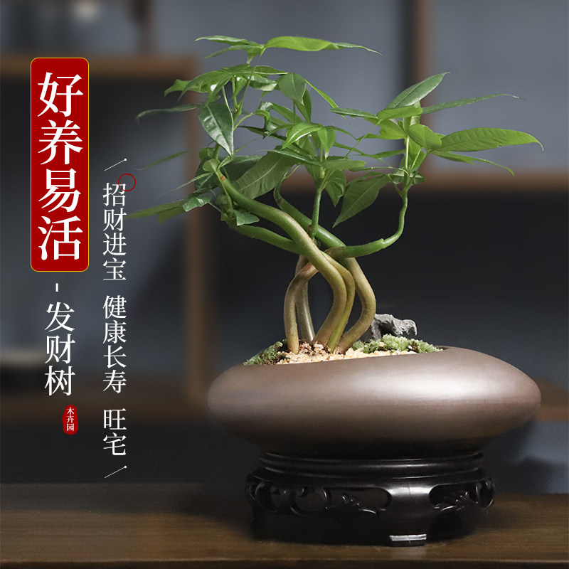 五辫发财树小盆栽室内植物客厅办公室桌面摆件招财除甲醛绿植