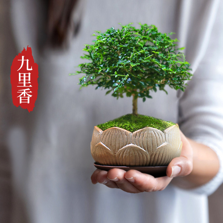 小叶九里香禅意桌面迷你盆栽老桩达摩绿植室内花卉盆景好养活植物