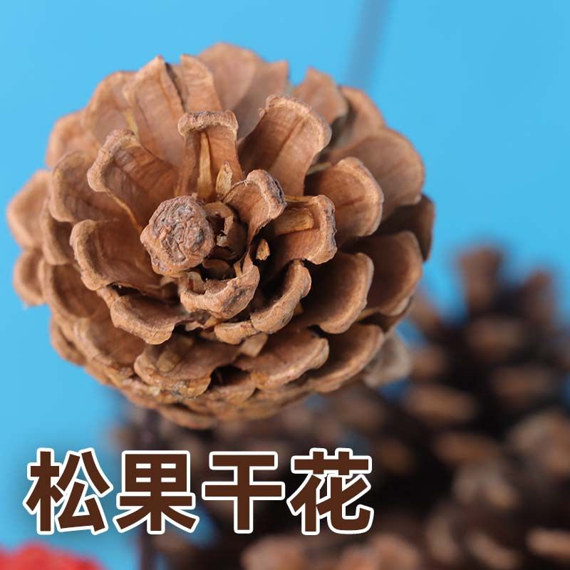 松果支干花森系装饰插花教学道具
