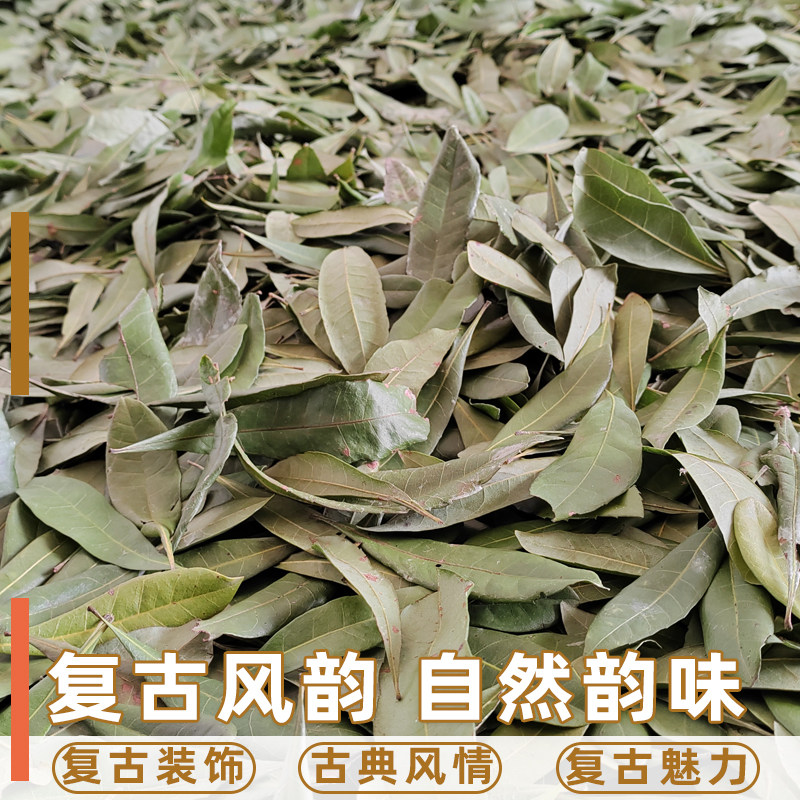 自然真树叶装饰干树叶落叶枫叶自然晒干梧桐叶枯树叶创意标本拍照