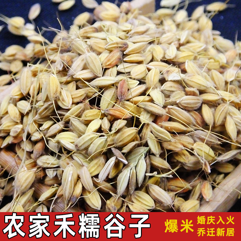 贵州农家带壳糯米稻谷500g 香禾糯谷子 搬新家爆米花婚庆新居入火