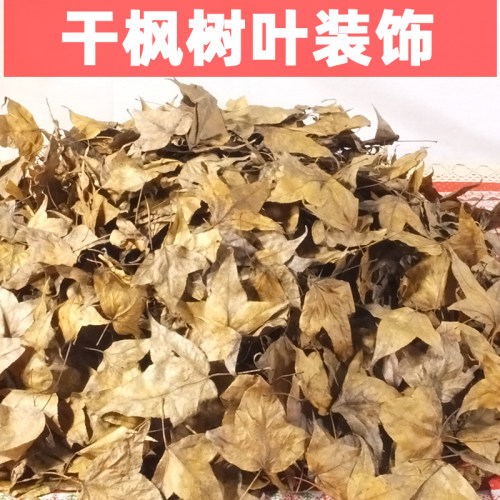 干枫树叶落叶标本装饰拍摄道具